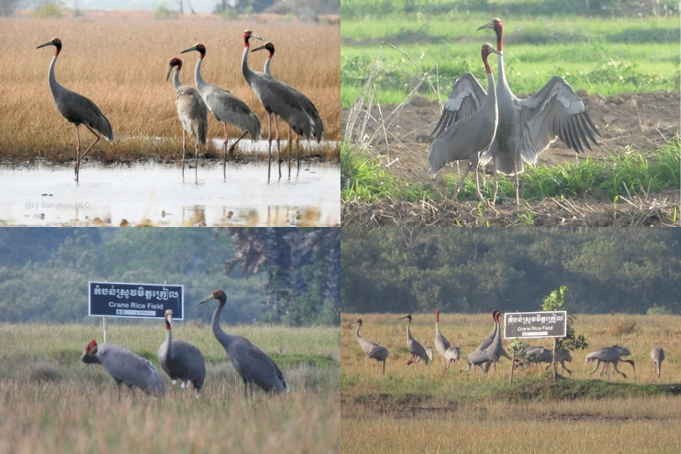 Tallest flying birds in the world making a comeback in Cambodia