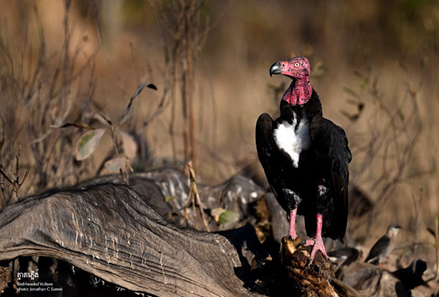 Siem Pang sanctuary balancing conservation with eco-tourism development