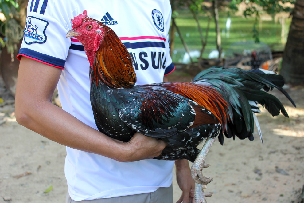 Thomotv The Best Cockfighting Action in Vietnam