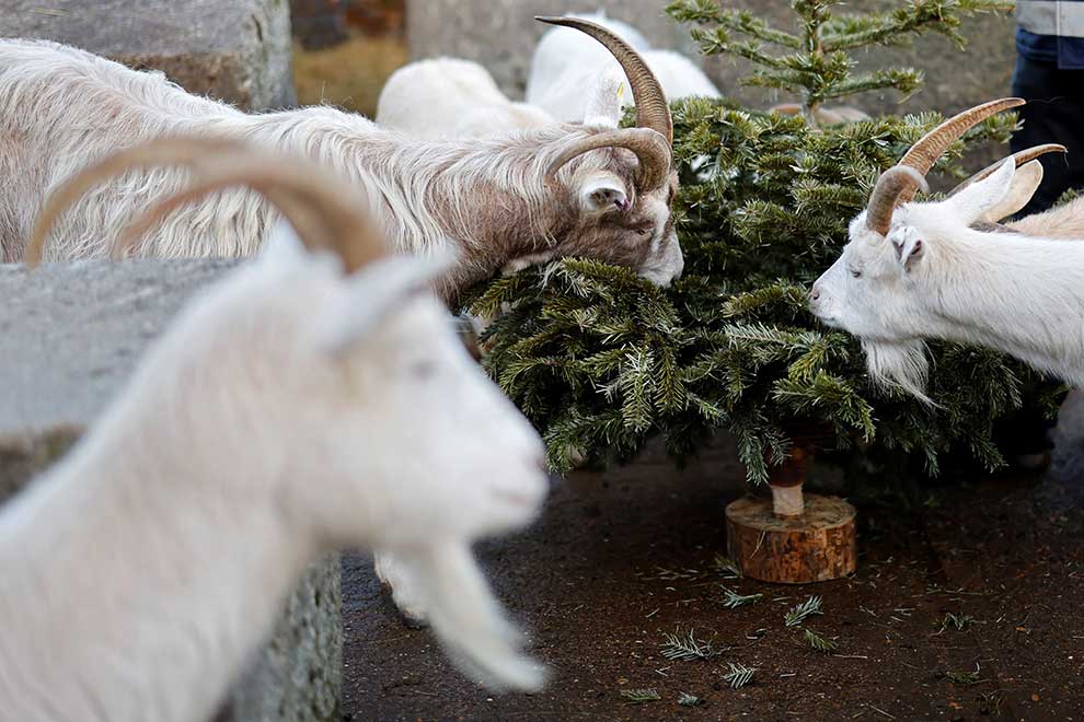 Maary Christmas! London goats feast on festive firs Phnom Penh Post
