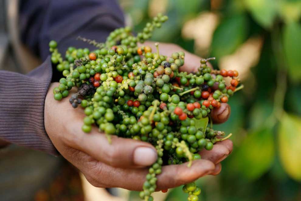 Peppercorn prices ‘decrease slightly’ onyear federation Phnom Penh Post